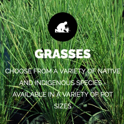 GRASSES/SEDGES