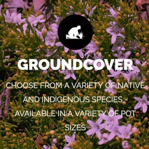 GROUNDCOVERS