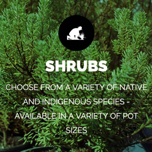 SHRUBS