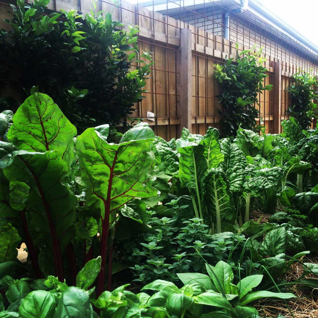 edible-garden