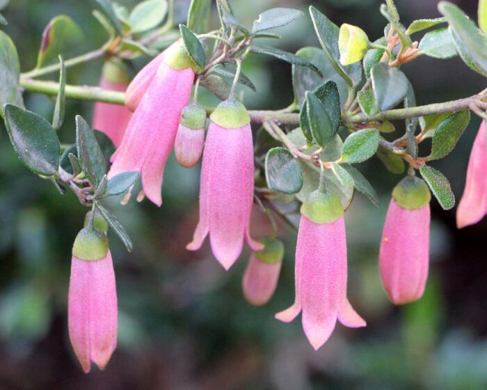 <i>Correa pulchella "pink"</i><br>PINK CORREA</br>