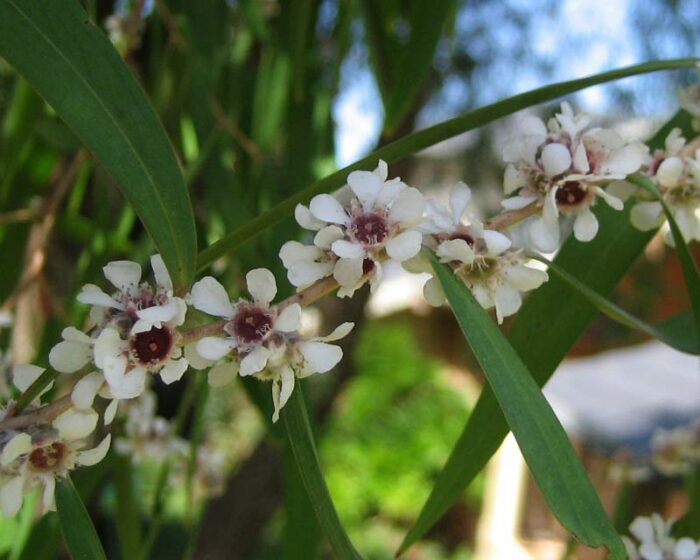 <i>Agonis flexuosa</i><br>WILLOW MYRTLE</br>