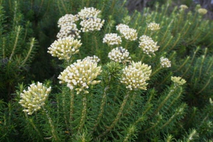 <i>Ozothamnus turbinatus</i><br>COAST EVERLASTING</br>