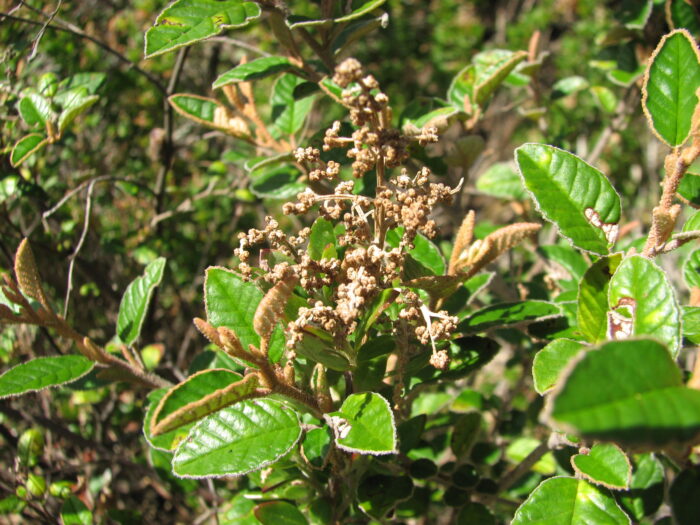 <i>Pomaderris paniculosa</i><br>COAST POMADERRIS</br>
