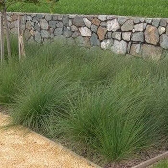 <i>Poa labillardieri</i><br>COMMON TUSSOCK GRASS</br>