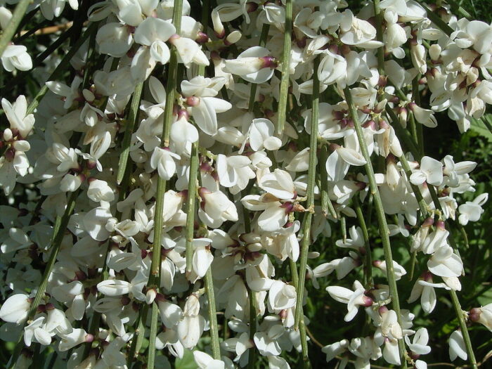 <i>Genista monosperma</i><br>WEEPING BRIDAL VEIL</br>