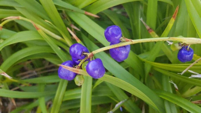 <i>Dianella revoluta</i><br>BLACK-ANTHER FLAX-LILY</br>