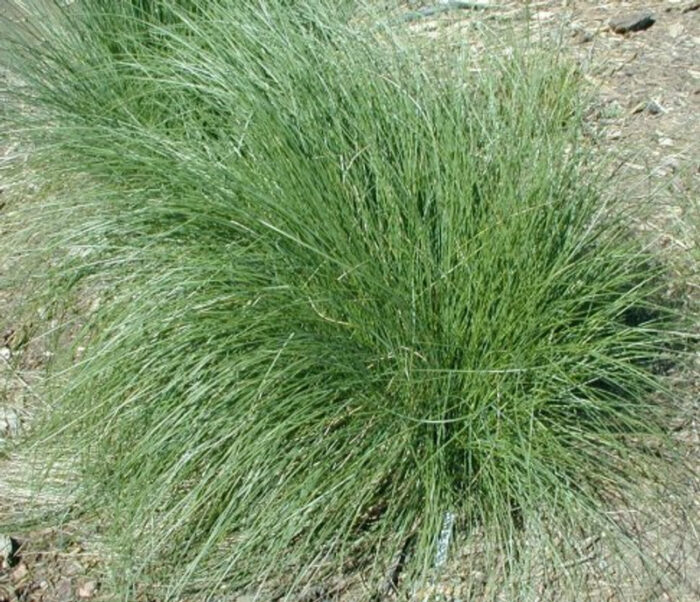 <i>Poa poiformis var. ramifer</i><br>DUNE POA</br>