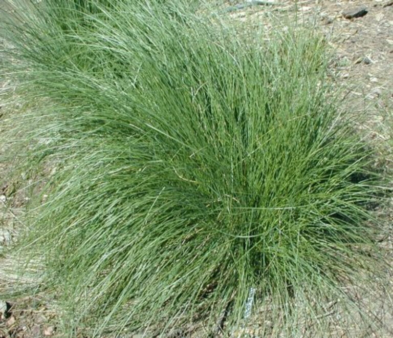 Poa Poiformis Var RamiferDUNE POA Peninsula Plants poa-poiformis-var-ramiferdune-poa-peninsula-plants