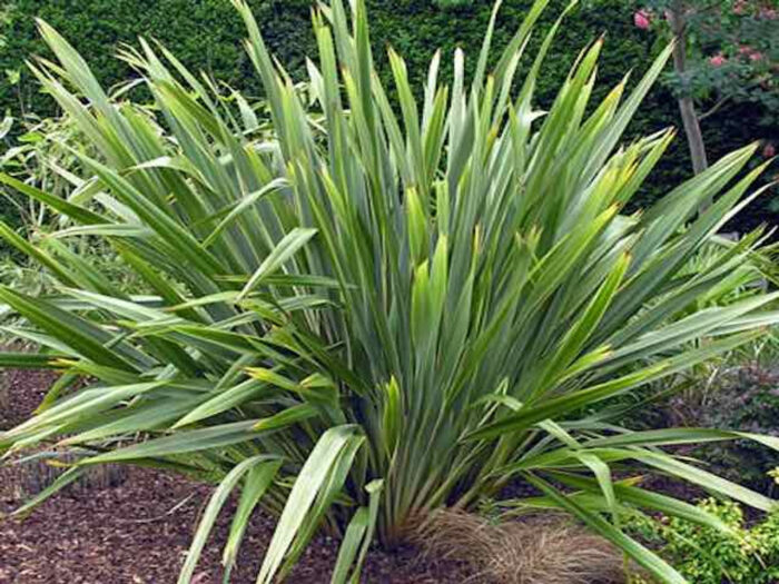 <i>Phormium tenax</i><br>NEW ZEALAND FLAX</br>