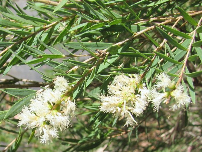 <i>Melaleuca linariifolia</I><br>SNOW IN SUMMER</br>