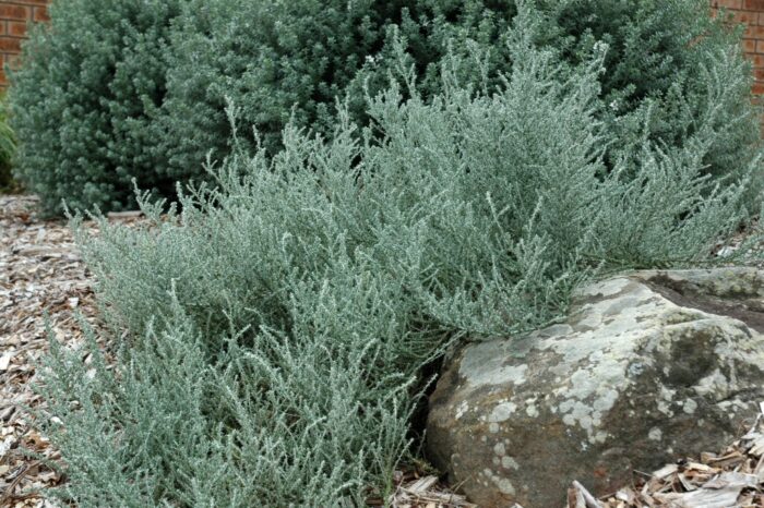 <i>Olearia lanuginosa</i><br>PENINSULA DAISY-BUSH</br>