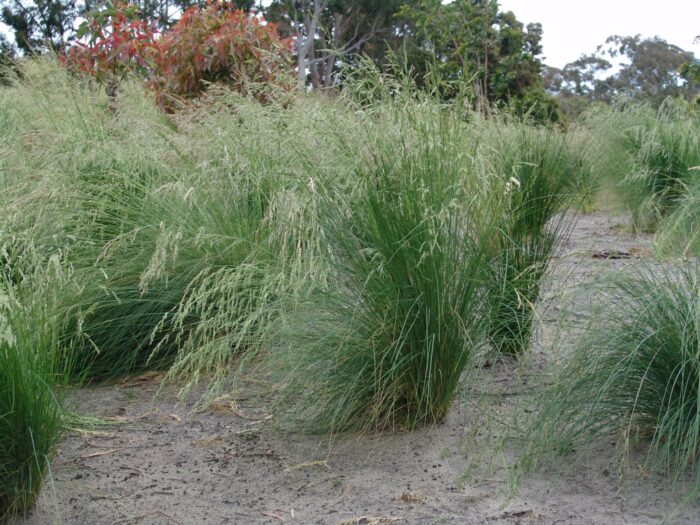 <i>Poa poiformis</i><br>COAST TUSSOCK GRASS</br>