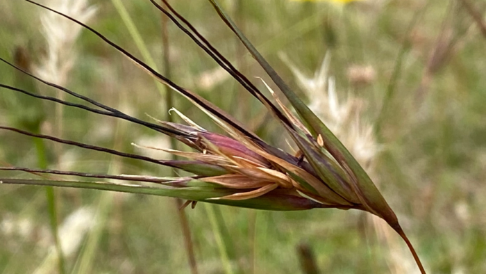 <I>Themeda triandra</i><br>KANGAROO GRASS</br>