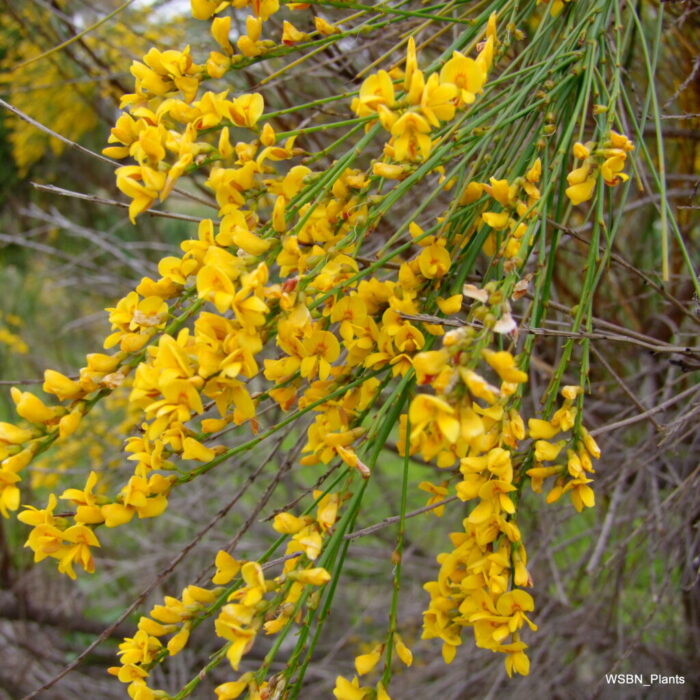 <I>Viminalis juncea</i><br>Golden Spray</br>