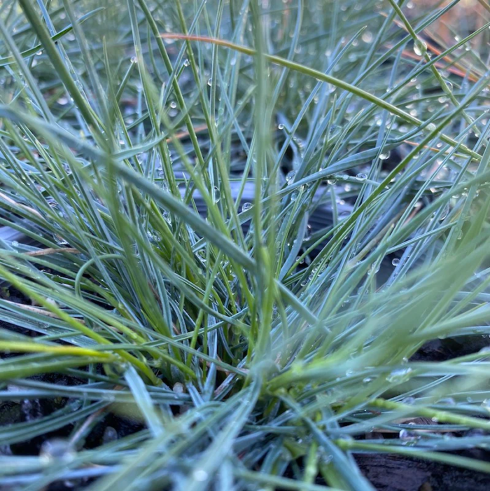 <i>Poa sieberiana dwarf grey</i><br>DWARF SNOW GRASS</br>